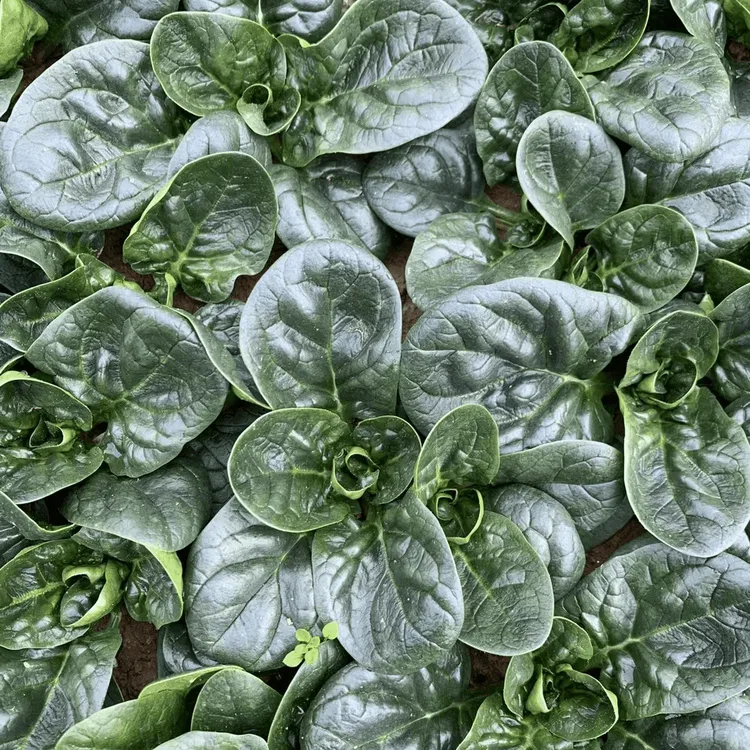 【趴地菠菜种子】四季阳台花盆可种春夏季耐热耐寒菠菜小青菜种籽