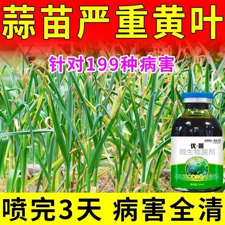 蒜专用药黄叶枯萎紫斑病蒜苗叶子干枯干尖发黄专用剂专用肥