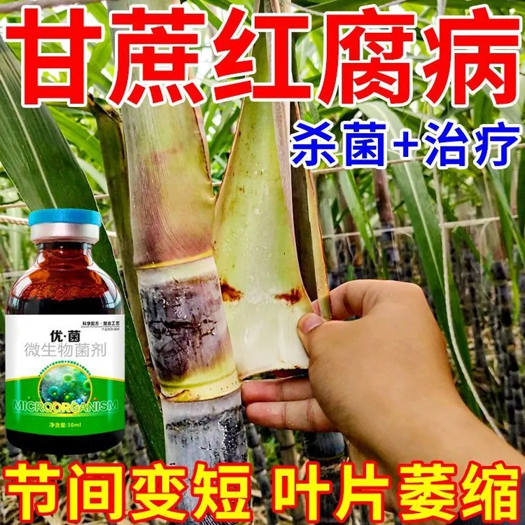 雨后甘蔗病全治甘蔗赤腐病黑腐病红壳病甘蔗开裂梢腐病专用剂