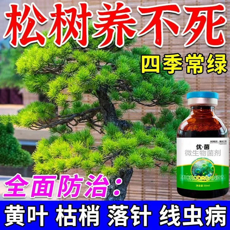 松树【一喷绿】赤枯病松树叶枯病专用肥松针发黄脱落叶斑病白粉病