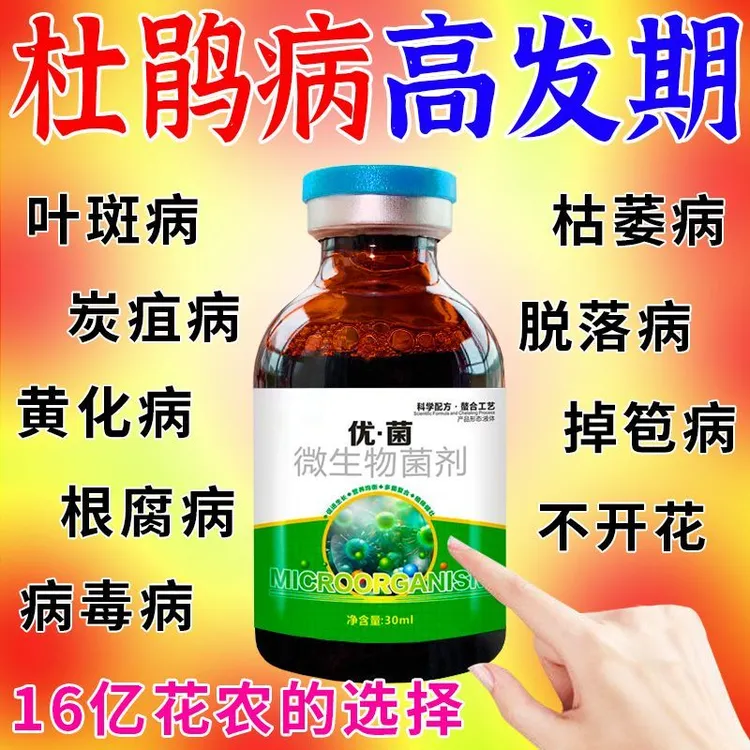 杜鹃花专用肥料杜鹃花叶子枯萎黄叶黑斑病叶斑病全清营养液剂