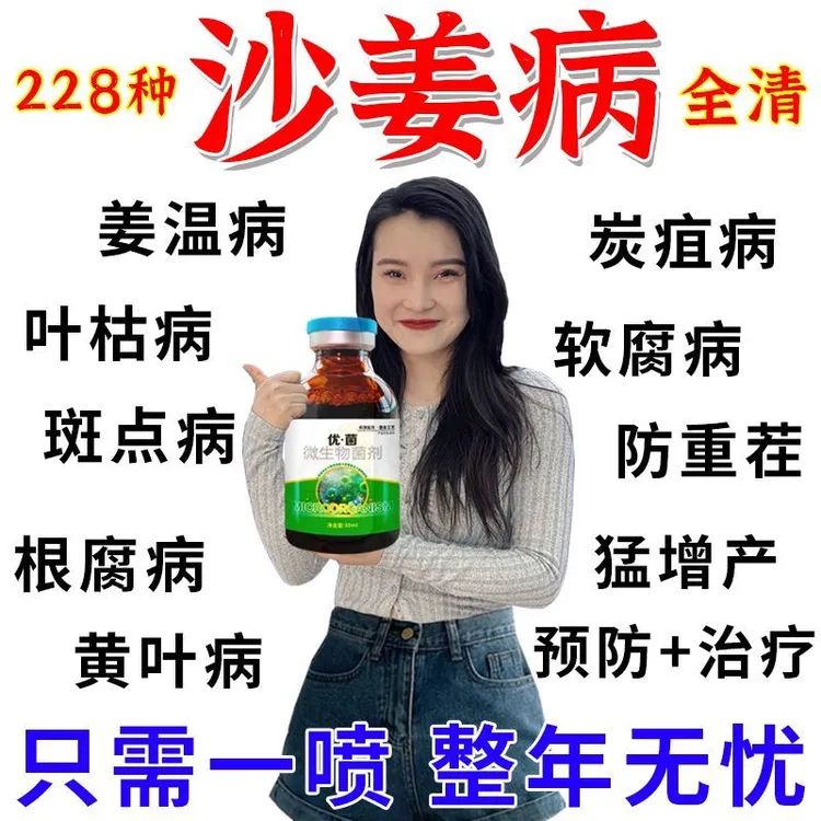 沙姜专用药沙姜姜瘟病特效药沙姜烂脖子根腐病干尖黄叶专用剂