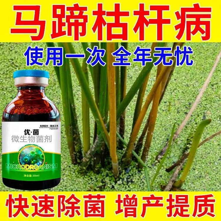 马蹄剂马蹄病全治红尾马蹄瘟白粉病杆枯根腐茎基腐马蹄专用药
