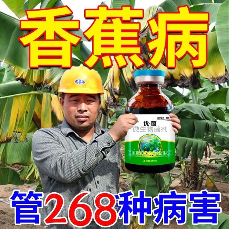 香蕉病害专用药香蕉病菌清黄叶枯萎病黑斑专用香蕉巴拿马病通用型