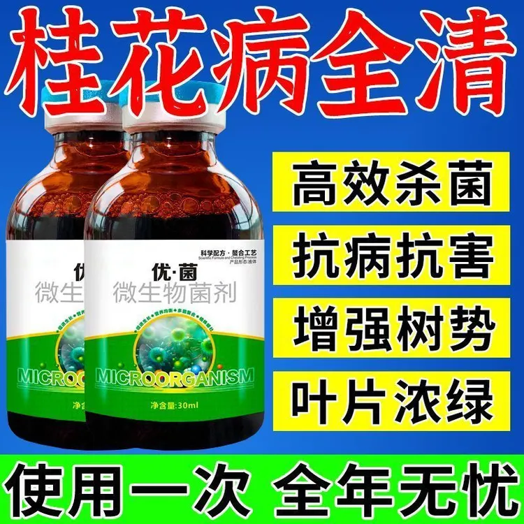 桂花叶子干尖焦尖专用药【急救液】桂树叶斑病黑斑病黄叶病通用型