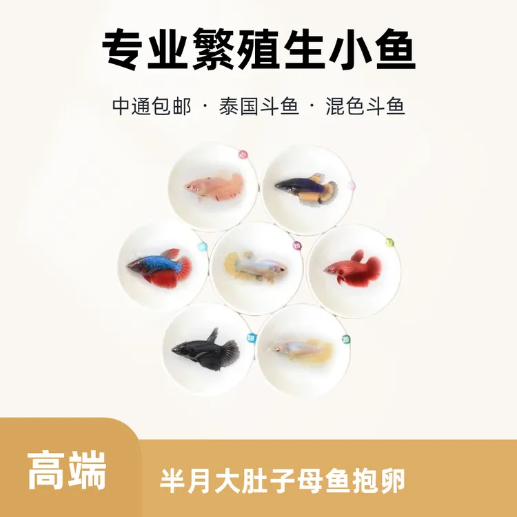 泰国斗鱼半月大肚子母鱼抱卵专业繁殖生小鱼配对半月狮王爆卵养鱼