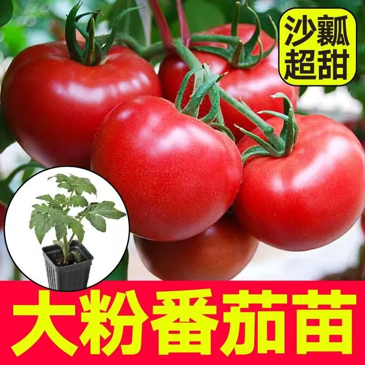阳台庭院盆栽地栽水果农家大粉大番茄四季毛粉柿子西红柿菜园蔬菜