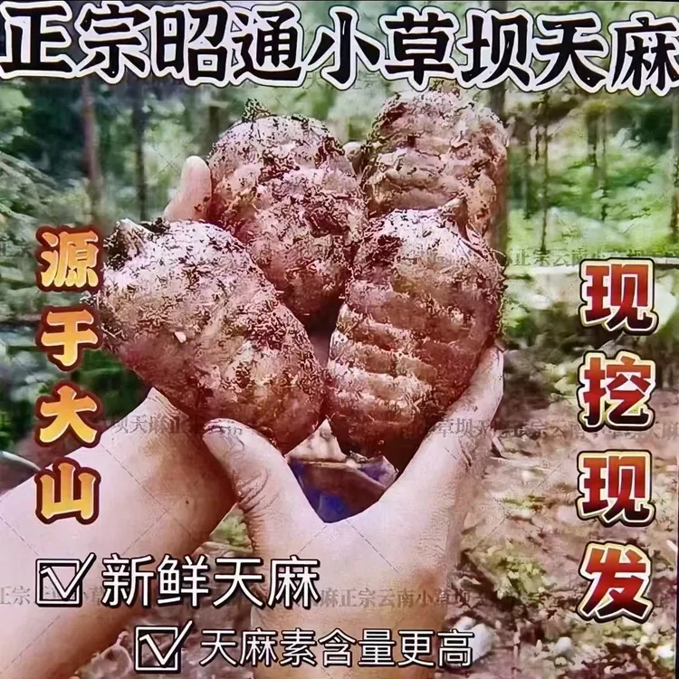 新鲜天麻  云南昭通小草坝天麻现采挖