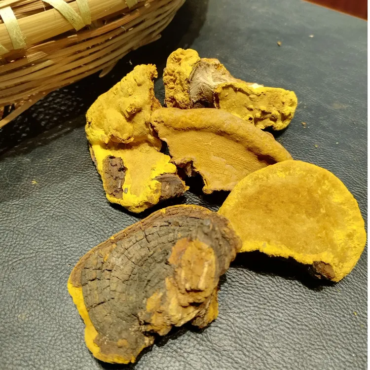 桑黄 西藏桑树桑黄切块罐装