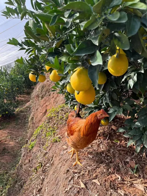 赣南寻乌脐橙脆甜多汁果园直发10斤装大果