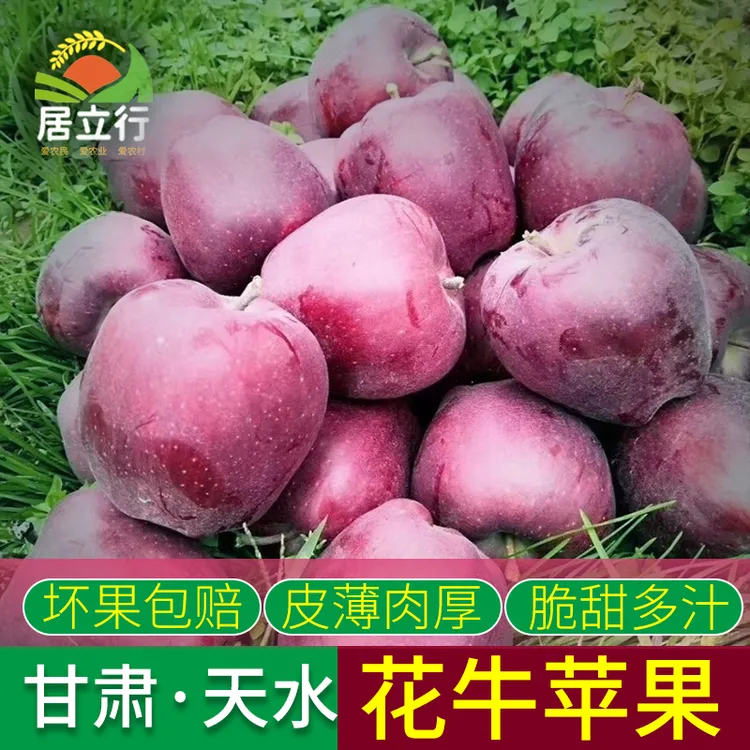 甘肃天水花牛苹果农家自种/小孩吃很健康3斤5斤/10斤