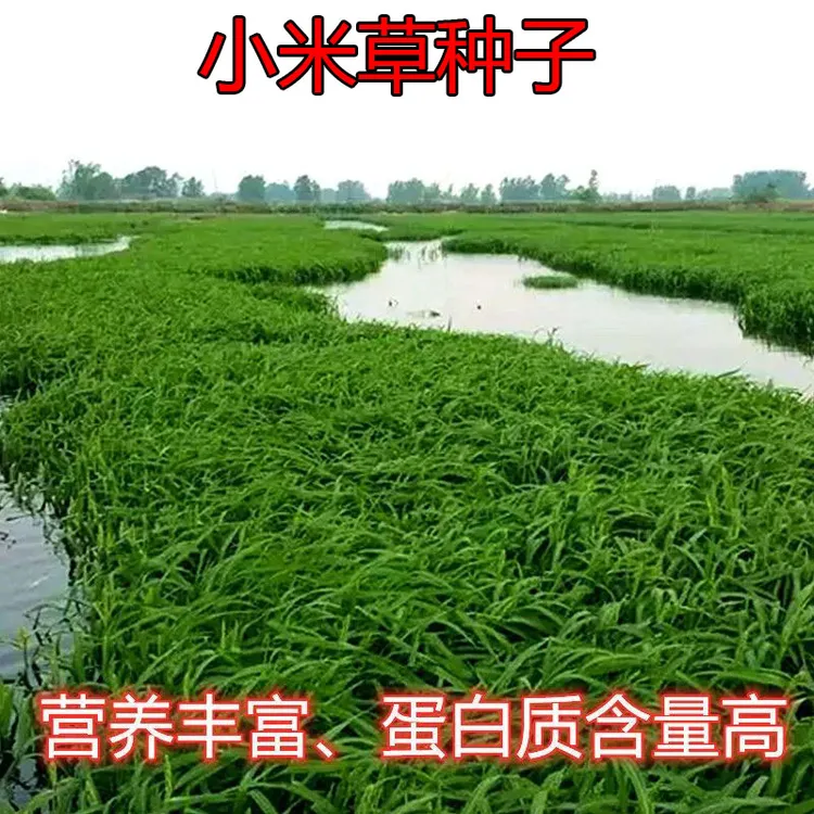 小米草种子养殖专用水草种子雀叶稗鱼虾蟹牧草种子高产耐水淹草籽