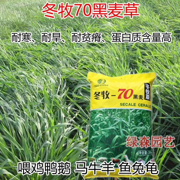 冬牧70黑麦草种子耐寒耐旱高产牧草种子阔叶养马牛羊鸡鸭鱼兔草籽