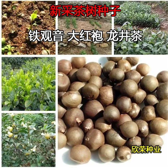 绿茶树种子特早茶种子耐寒茶叶种子 茶树籽 各种茶叶种子播种种籽