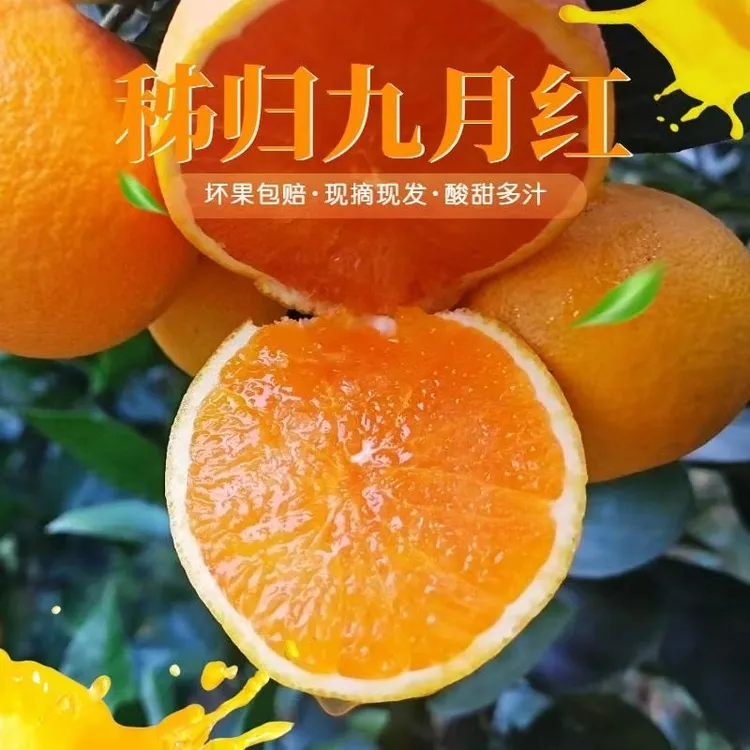【石榴专属】湖北秭归九月红脐橙3/5/9斤新鲜爆汁细腻无渣现采