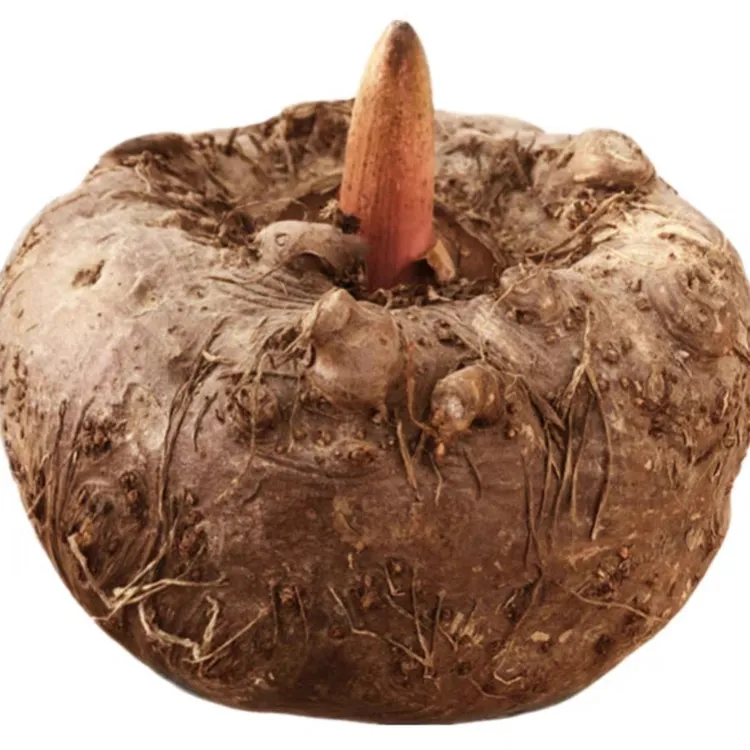 贵州新鲜魔芋批发现挖现卖魔芋豆腐原材料花魔芋3斤5斤9斤精选