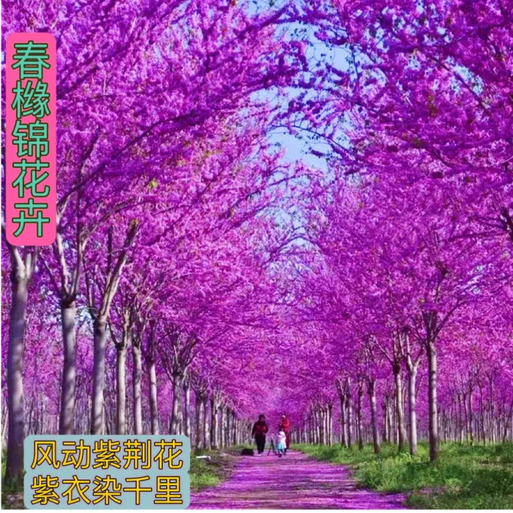 紫荆花树苗四季室外庭院开花树紫荆树苗耐寒绿化工程苗南北方种植
