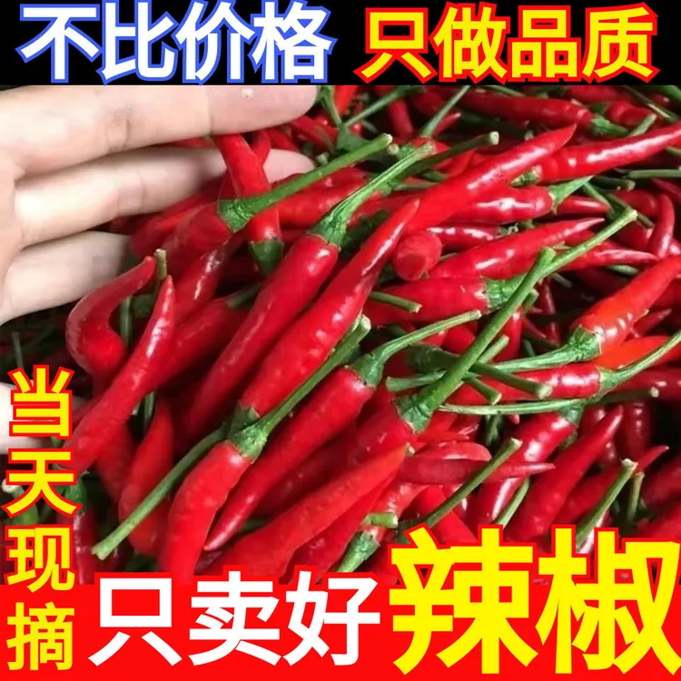 河南辣椒现摘现发特辣小米椒朝天椒辣椒酱专用1斤3斤5斤