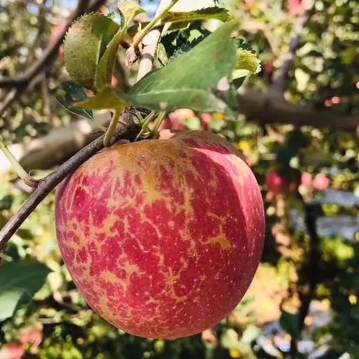 【虹酷购乐园】正宗阳光大凉山  糖心苹果 丑苹果新鲜采摘产地直发 脆苹果 脆甜