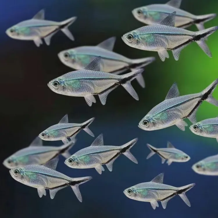 黑尾大勾观赏鱼群游之王