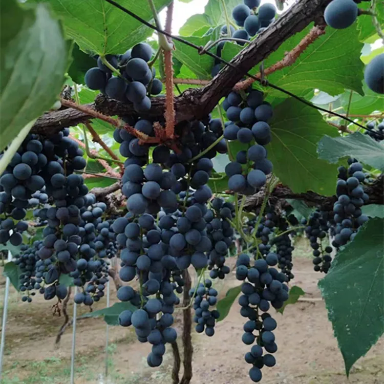 高山刺葡萄黑葡萄当季水果当天摘当天发货新鲜批发顺丰包邮坏包赔