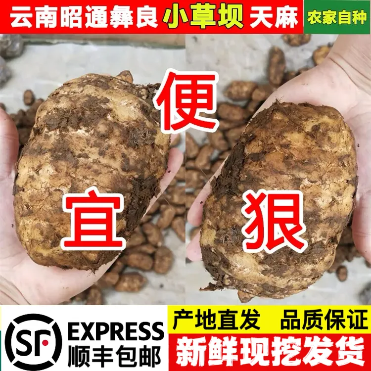 〔顺丰包邮〕云南昭通彝良小草坝仿野生新鲜天麻1斤现挖鲜天麻批发