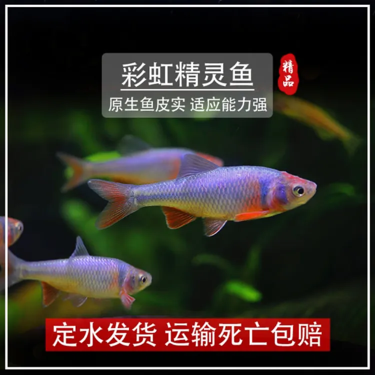 彩虹精灵冷水鱼不加温不过滤原生鱼耐寒淡水鱼
