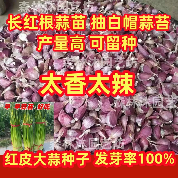 正宗紫皮大蒜红皮蒜种江西省新鲜大蒜紫皮种子出蒜苔香蒜大蒜种子