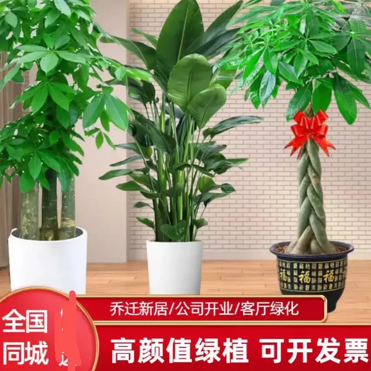 【同城配送】步步高三杆发财树大型室内绿植开业乔迁送礼植物盆栽植
