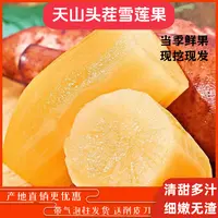 【现挖现发云南红土雪莲果】产地直发新鲜雪莲果脆甜多汁细嫩无渣