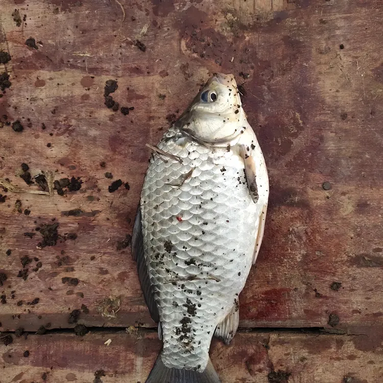 水族活体鱼鱼鱼鱼鱼鱼鱼鱼鱼鱼鱼鱼鱼