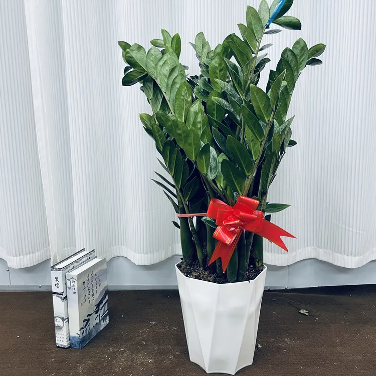 金钱树210#钱串子鲜活盆栽植物室内客厅摇树绿植四季好养活丰收季