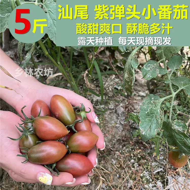 5斤紫弹头小番茄西红柿新鲜蔬菜圣女果应季现摘农家孕妇水果推荐