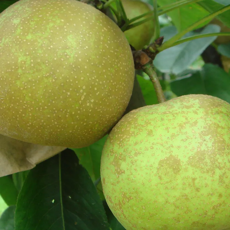 翠冠梨现采现发礼盒装