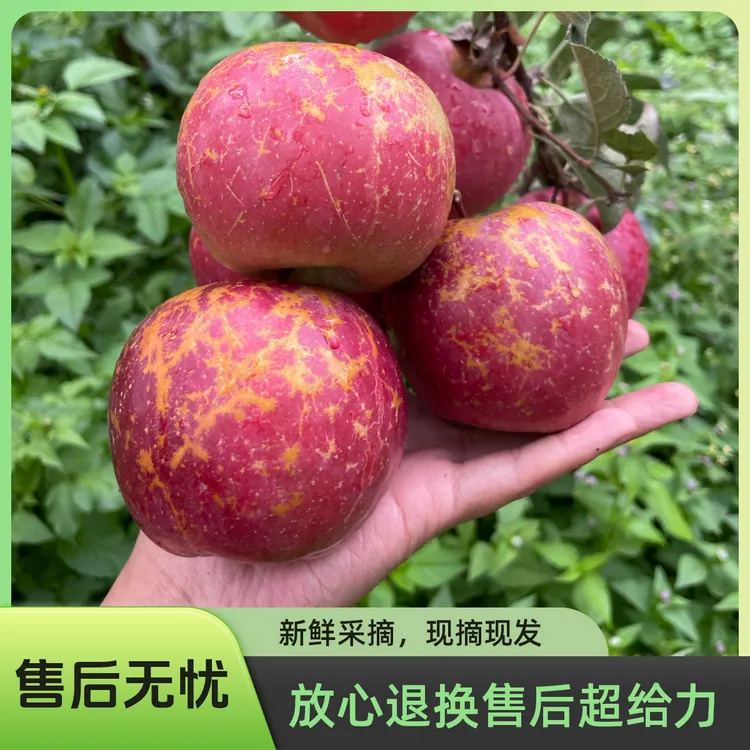 云南昭通丑苹果红富士脆甜多汁产地直发水果苹果新鲜好吃香甜