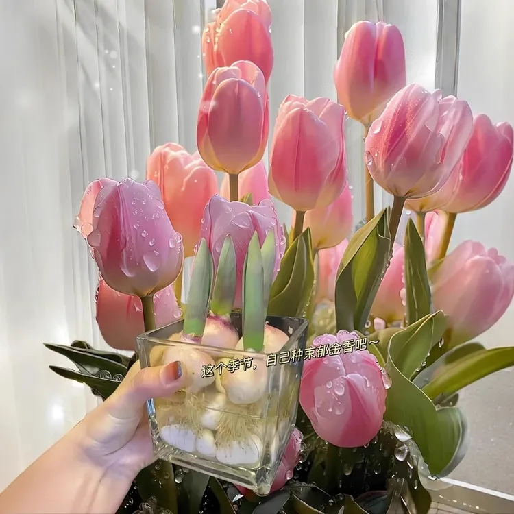 5颗进口郁金香种球带芽5度球水培花卉植物室内花种子盆栽土培水养