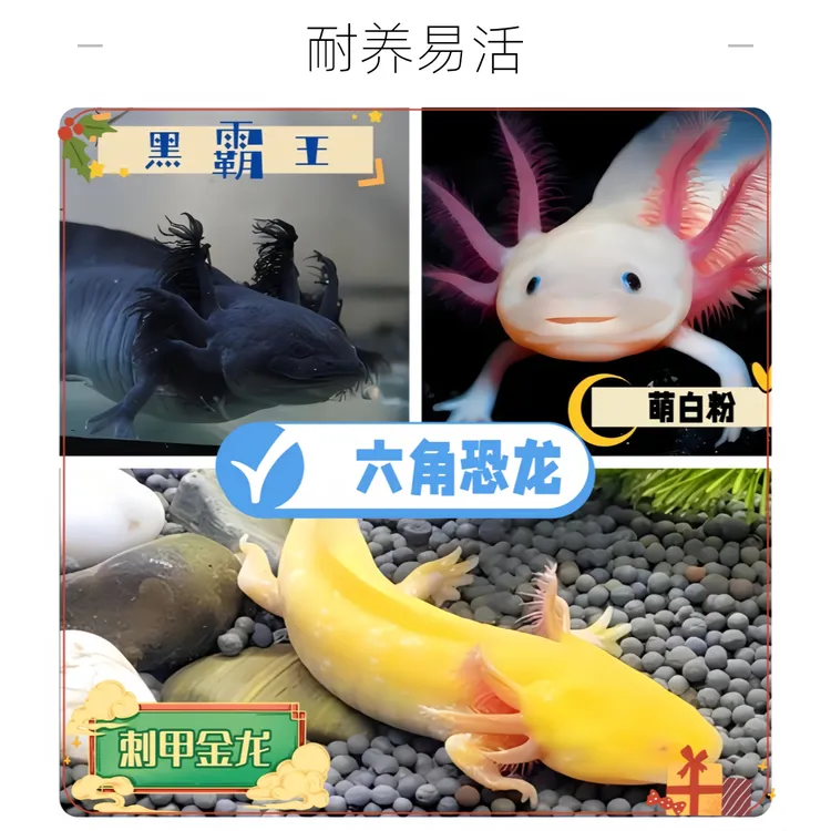 （六角恐龙鱼）冷水鱼观赏鱼淡水鱼活体龙鱼新手好养皮实耐活小型鱼