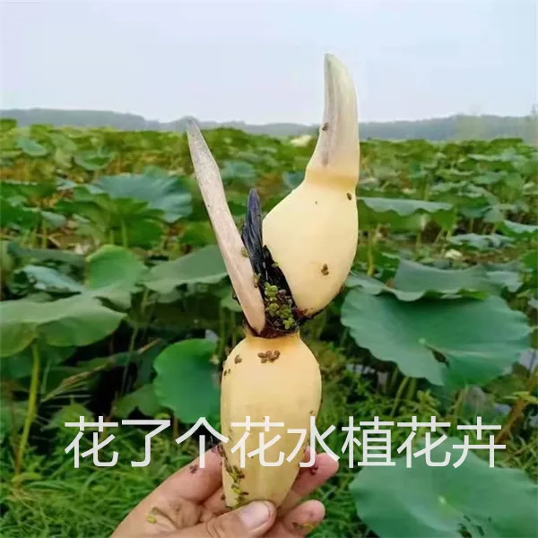 食用藕种藕苗莲藕种根苗荷花盆栽水养缸桶水田浅水藕苗深水藕种苗