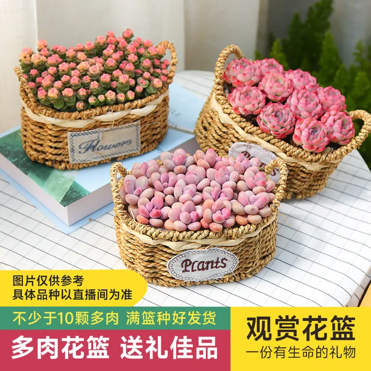 【mumuhom多肉直播】多肉绿植花篮手提编织小花篮多肉盆栽种好发