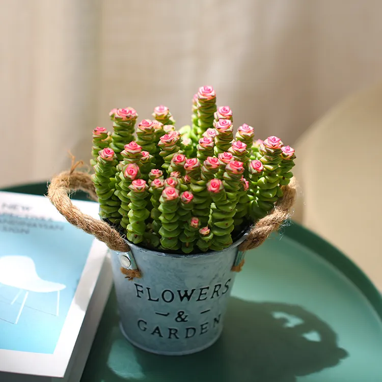 钱多多组合铁桶套餐简约风美观云南种好发货多肉植物