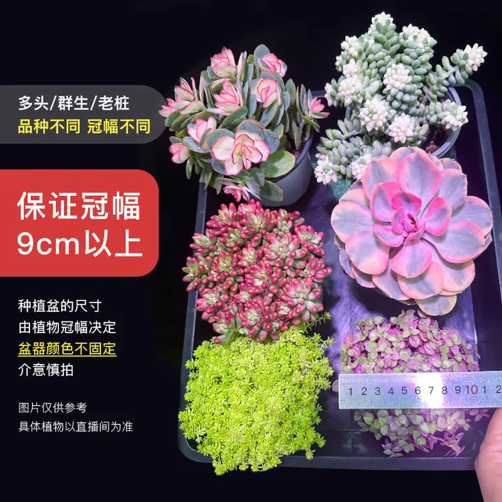 4年老桩多肉拍4发6个大尺寸群生多肉盆栽种好【mumuhome多肉直播】