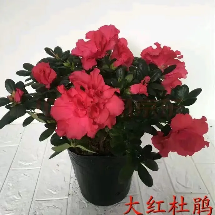 带花苞杜鹃花盆栽绿植原盆发货室内庭院阳台四季开花映山红好养活
