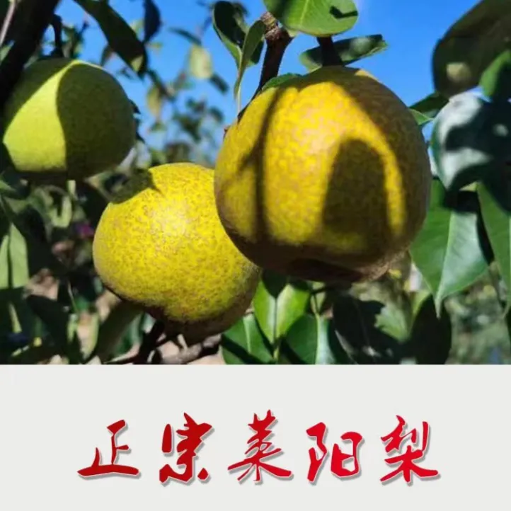 【顺丰京东中通】正宗莱阳梨莱阳茌梨原产地直发当季新鲜脆甜多汁