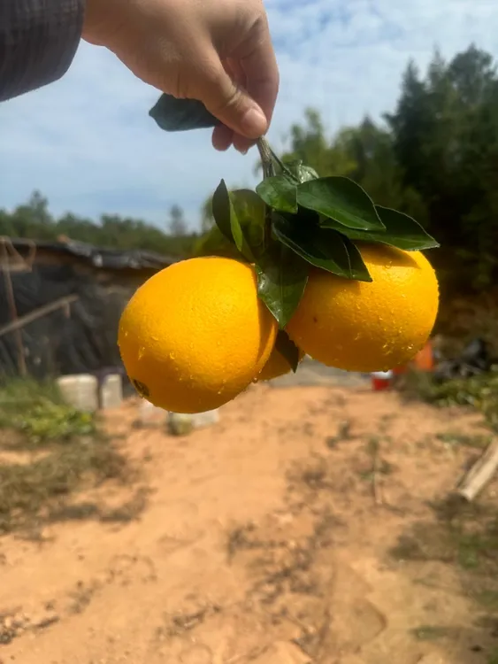 正宗信丰脐橙自家果园现采现发75-90精选脐橙5kg顺丰直达