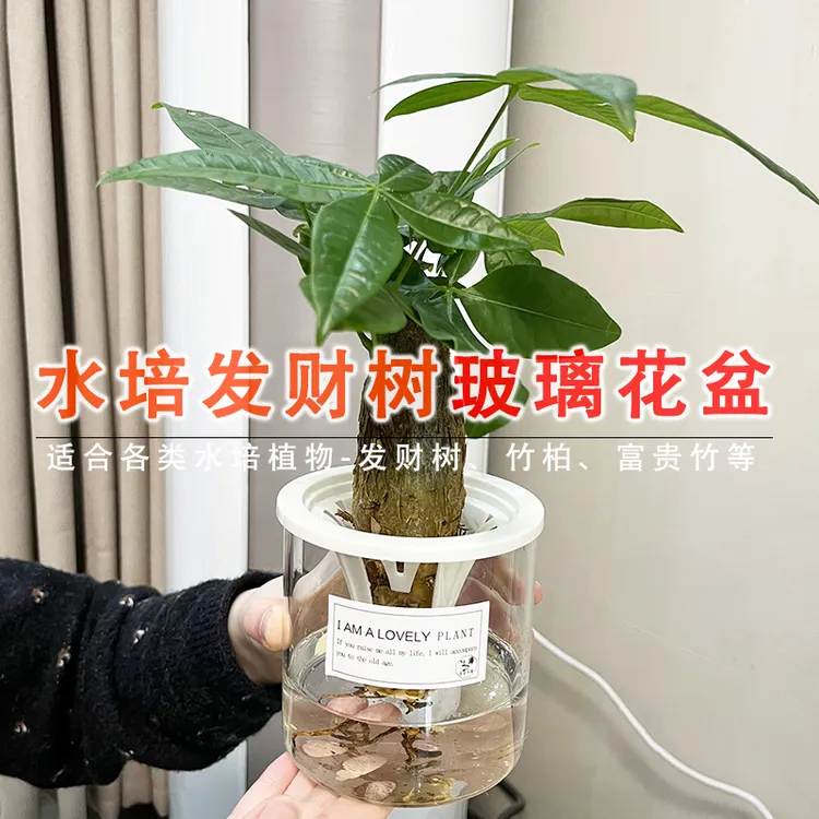 发财树水培花盆透明玻璃水养植物桌面器皿富贵竹观音竹绿植适合