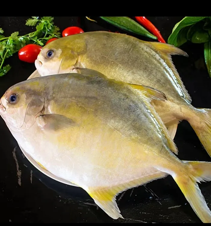 无冰衣大个金鲳鱼3条一5条（新疆西藏不发货）