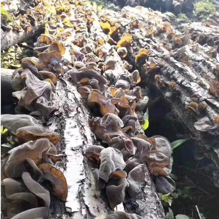 半野生(柞树椴木耳)自然晾晒