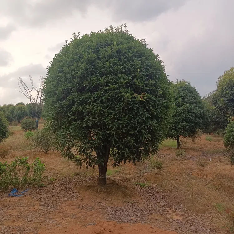 桂花，金桂八月桂湖北桂花，老金桂浓香型沉香桂，花多而香，花瓣无杂