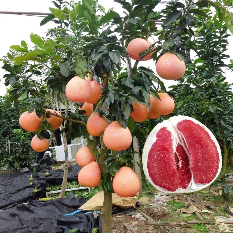 柚子树苖红心嫁接三红蜜柚果树果苗南方北方种植当年结果树苗发货