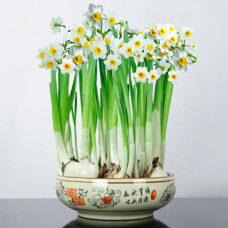 【水仙花种球】 适合冬季水培盆栽球根花卉水仙花栽培四季种植播
